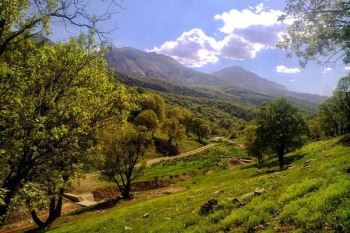 خطر و تهدید خشکیدگی ۵۰ هزار هکتار از جنگل‌های زاگرس