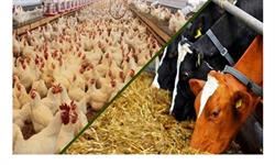 خیز دانش‌بنیان‌ها برای تامین نهاده‌های دامی