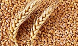  توزیع گسترده بذر بوجاری توسط شرکت خدمات حمایتی به کشاورزان