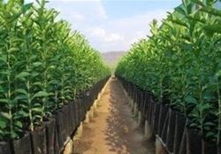 بیش از ۳ هزار اصله نهال جنگلی در جهرم کاشته شد