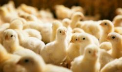  لرستان ظرفیت خوبی برای احداث مرکز مرغ لاین دارد