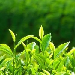 تهیه نقشه پهنه بندی حاصلخیزی خاک باغات چای استان‌های گیلان و مازندران