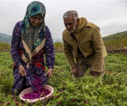 گیاهان دارویی 