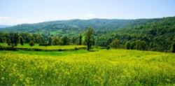 کشت محصولات پاییزه در ۱۳۰ هزار هکتار از زمین‌های زراعی مازندران
