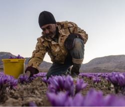زعفران 