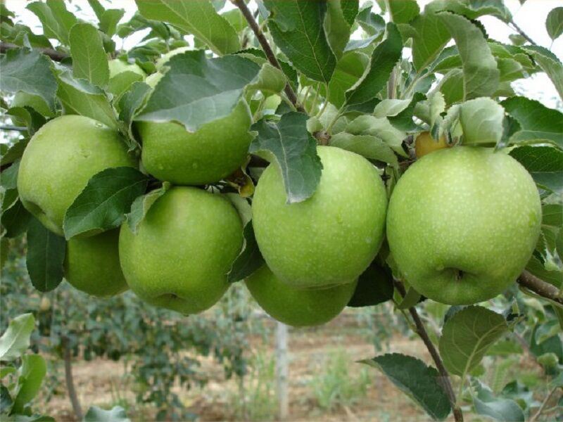 سیب سبز