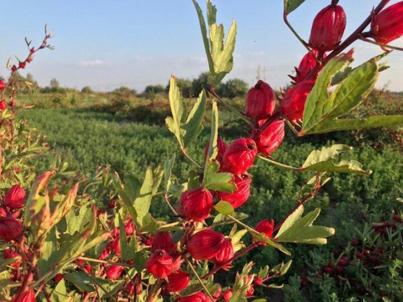 چای  ترش
