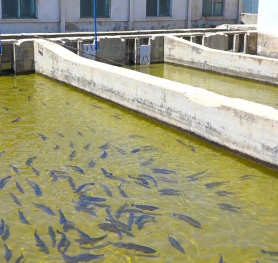 اولین مجتمع زنجیره‌ای شیلاتی کشور در مازندران ایجاد می‌شود