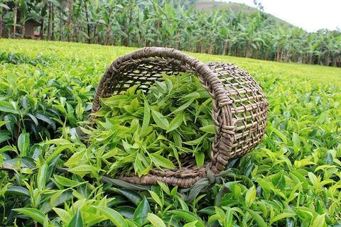 چای کاران 