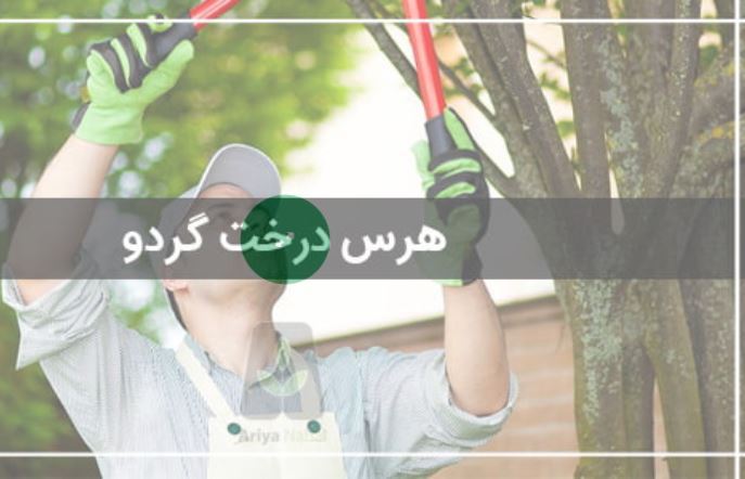 هرس درخت گردو 