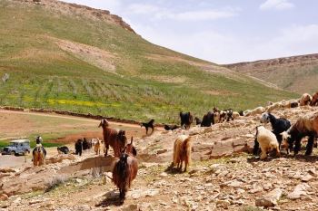 عشایر 