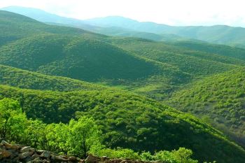 جنگل سردشت 