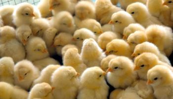 تقاضای جوجه ریزی بالا رفته /مرغداران هنگام خرید جوجه فاکتور دریافت کنند