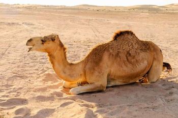 شتر