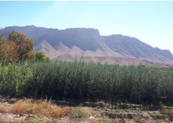 کاشت نهال 