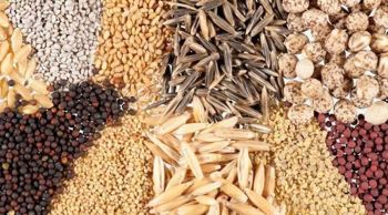 انواع بذر کشاورزی