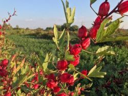 چای  ترش