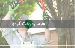 هرس درخت گردو 