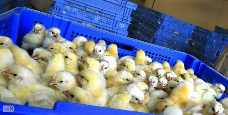 چرا «صف مرغ» و «جوجه کشی» بحث داغ کارزار انتخاباتی شد؟