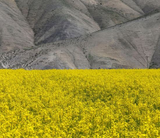 خرید تضمینی ۱۳۶ میلیارد تومان روغن کلزا از چهار استان