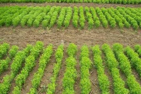 کشاورزان باید درباره الگوی کشت توجیه شوند
