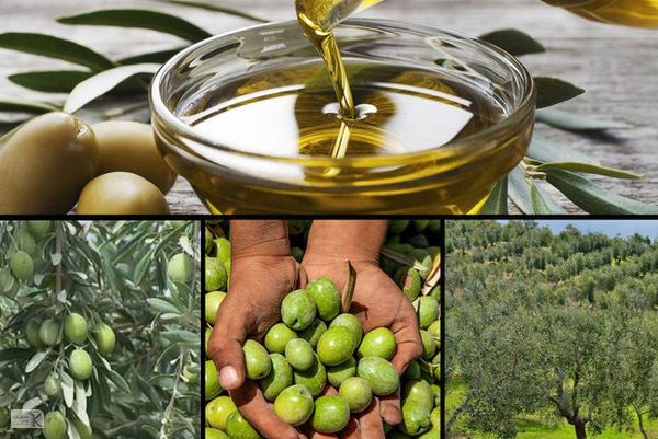  اصلاح 11.7 هزار از هکتار باغ‌های زیتون در سال 99 