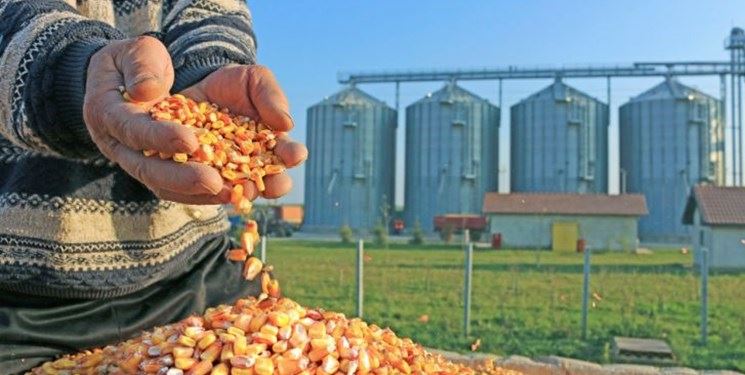 سهم دولتی‌ها از واردات کالاهای اساسی به 50 درصد رسید