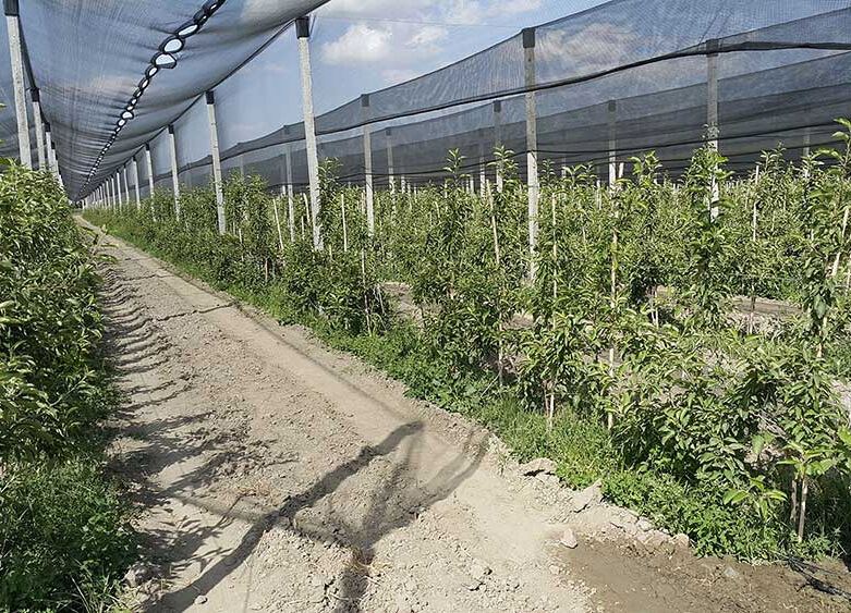  استانداردترین مدل سایبان باغ‌های کشور در قزوین به بهره‌برداری می‌رسد