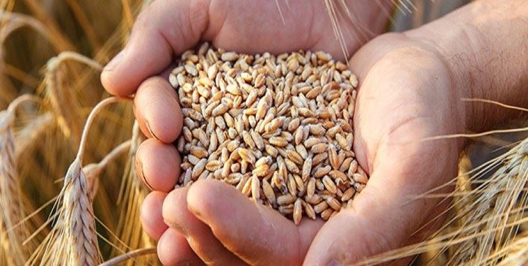  افزایش ذخایر محصولات اساسی در دستور کار روسیه/آمریکا به قدرت کشاورزی روسیه اعتراف کرد 
