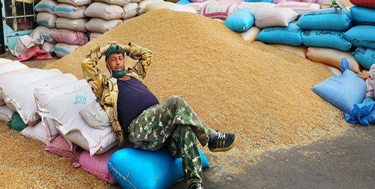 گندم 