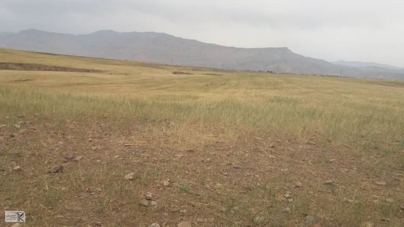 گندمزار 