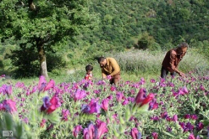 نوآوری و خلاقیت در حوزه گیاهان دارویی حمایت می‌شود