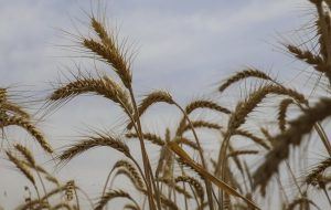 قیمت خرید گندم باید ۵۸۰۰ تومان باشد / اعطای مشوق ۱۰۰۰ تومانی برای خرید گندم، ایستادن در مقابل قانون است