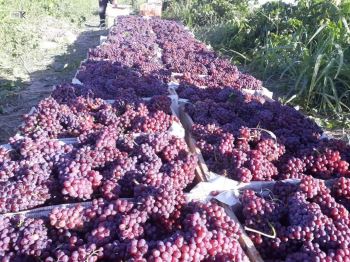 انگور یاقوتی