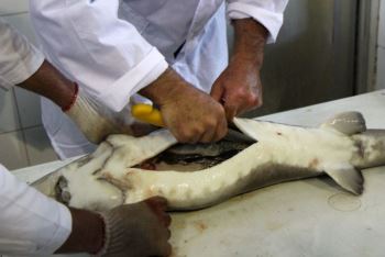خاویار 