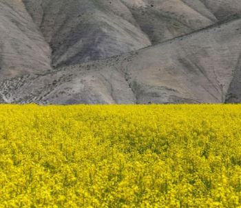 خرید تضمینی ۱۳۶ میلیارد تومان روغن کلزا از چهار استان