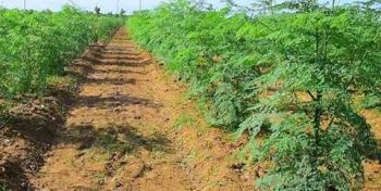 مورینگا برای نخستین بار در فیروزآباد کاشته می شود