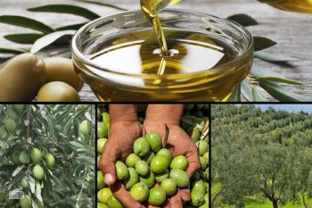  اصلاح 11.7 هزار از هکتار باغ‌های زیتون در سال 99 