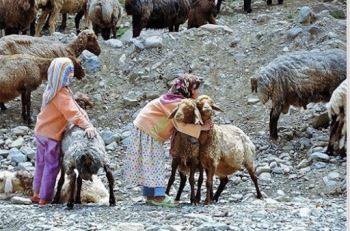 کوچ +بهاره+عشایر 