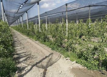  استانداردترین مدل سایبان باغ‌های کشور در قزوین به بهره‌برداری می‌رسد