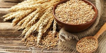 مسیر مخالف دولت با سیاست‌ جهانی در حمایت از محصولات استراتژیک کشاورزی 