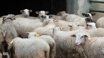 دستگیری ۲ سارق احشام در هلیلان