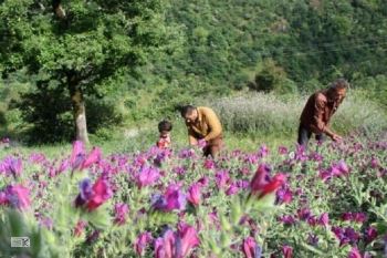 نوآوری و خلاقیت در حوزه گیاهان دارویی حمایت می‌شود