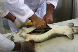 خاویار 