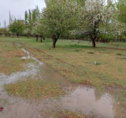 باران اخیر کورسوی امید را در کشاورزان خراسان شمالی زنده کرد