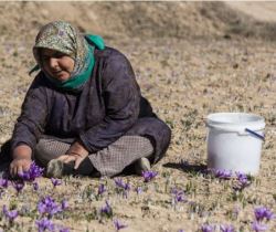 اجرای طرح مانع‌زدایی تولید در وزارت جهاد کشاورزی