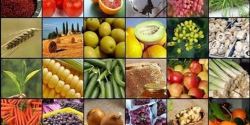 محصولات باغی 