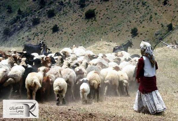 دام مازاد عشایر ایلام خرید تضمینی می‌شود