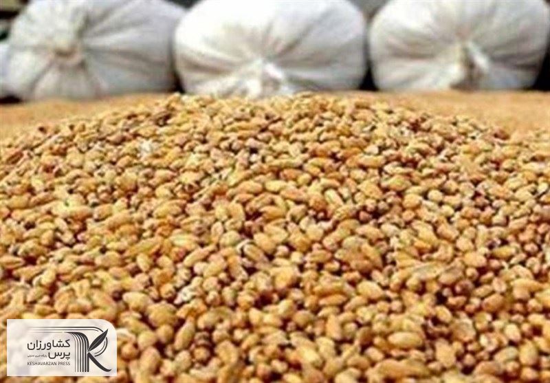 تکذیب فساد محموله های نهاده دامی در گمرکات شمال به دلیل قرنطینه
