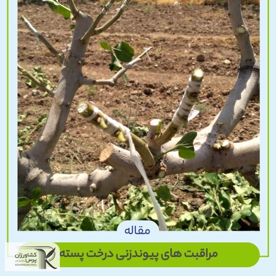  مراقبت های پیوند زنی پسته